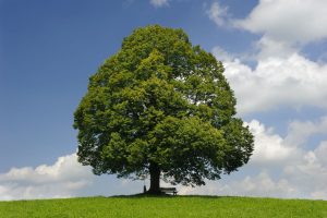 Nachhaltigkeit symbolisiert durch einen großen grünen Baum auf einer grünen Wiese vor einem blauen, leicht bewölkten Himmel